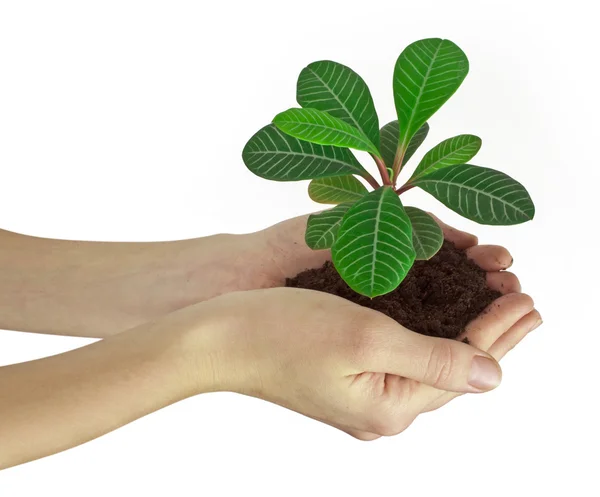 Plant in een hand geïsoleerd op witte achtergrond — Stockfoto