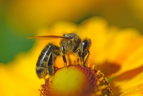 Bee on flower collects nectar — Stock Photo, Image
