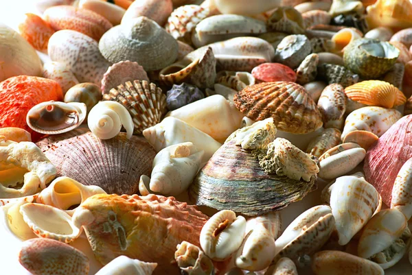 Морские раковины и галечный пляж — стоковое фото