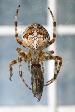 Kreuzspinnen (Araneus)