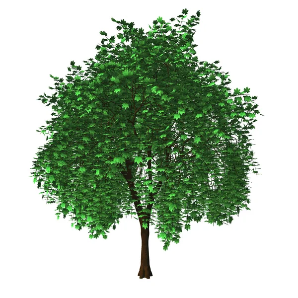 Isolierter Ahornbaum — Stockfoto