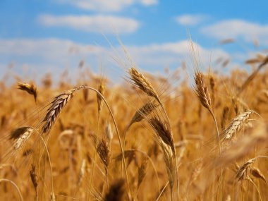 Wheat close-up clipart