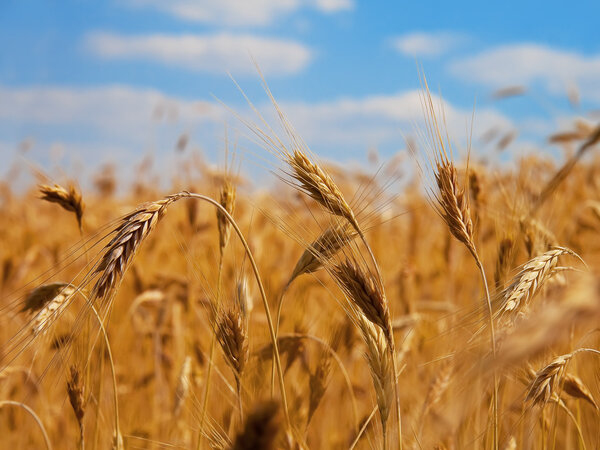 Крупный план пшеницы
