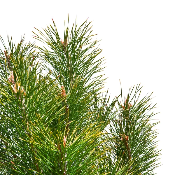 Isolated pine tree branches — Stock Photo, Image