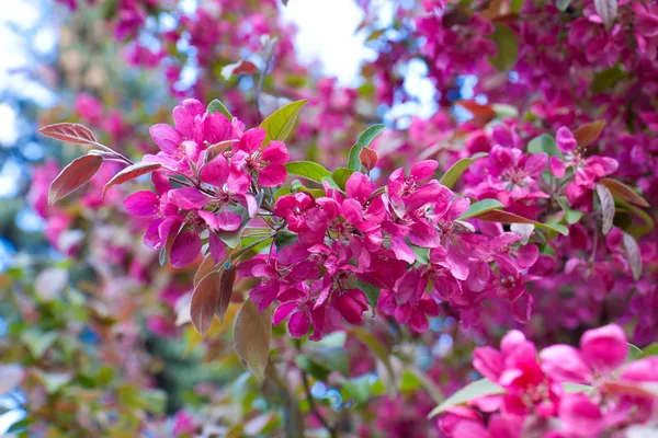 stock image Colors of spring