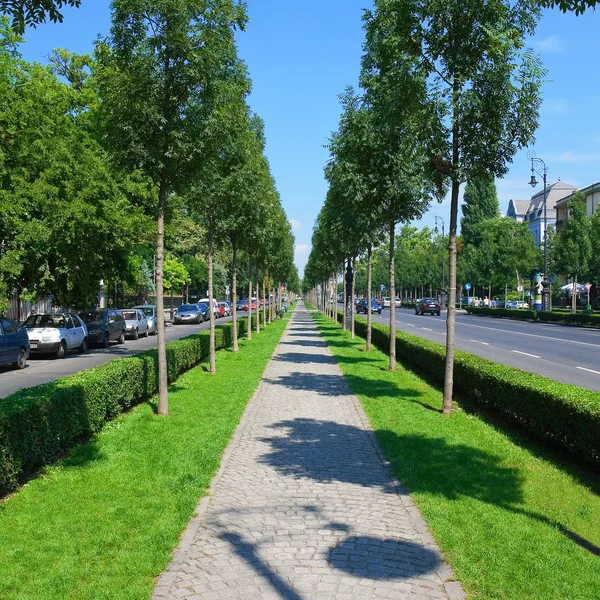 Зелений міський алея — стокове фото