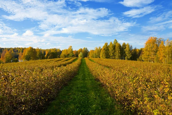 Осенний сельскохозяйственный ландшафт — стоковое фото
