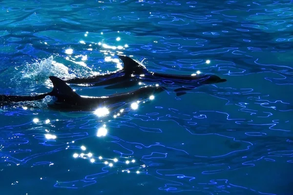 Дельфины в воде — стоковое фото