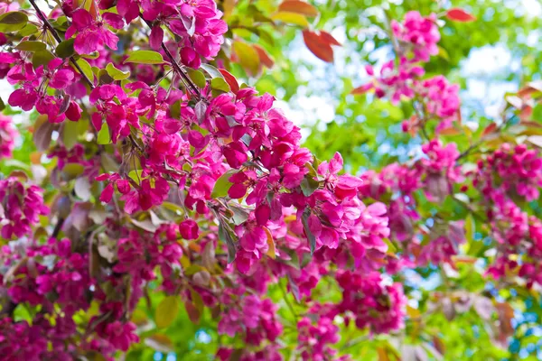 Tavaszi színek — Stock Fotó