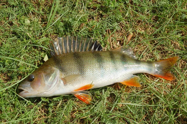 Bass on green grass — Stock Photo, Image