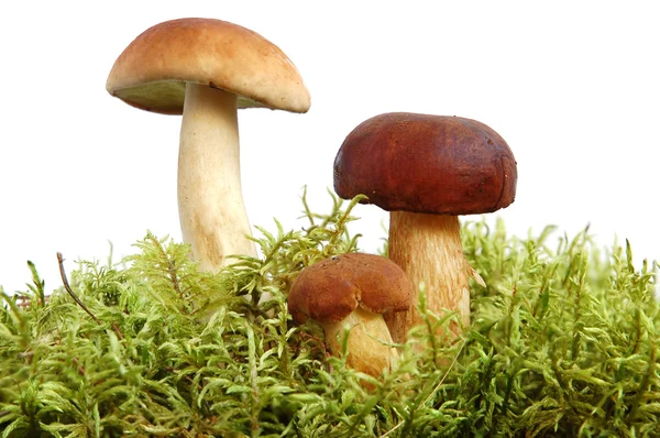 Король белый гриб — стоковое фото
