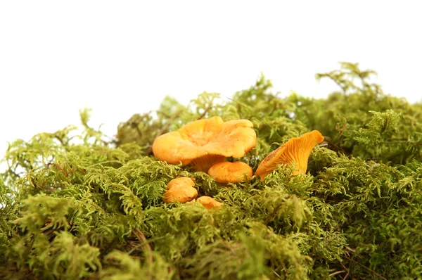 Cogumelos grupo — Fotografia de Stock