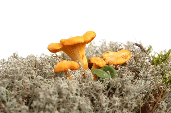 Mushrooms bunch — Stock Photo, Image
