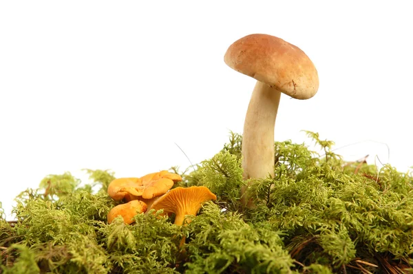 Cogumelos grupo — Fotografia de Stock