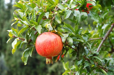 Pomegranate fruit clipart