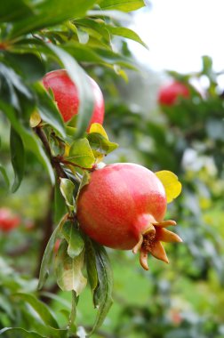 Pomegranate fruit clipart