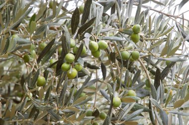 zeytin