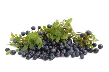 bilberry