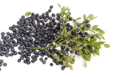 bilberry