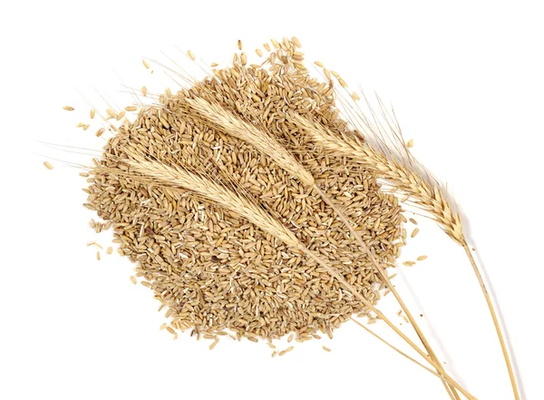 Buğday tohumu ile — Stok fotoğraf