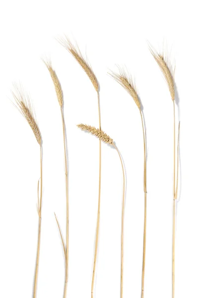 Caules de trigo — Fotografia de Stock