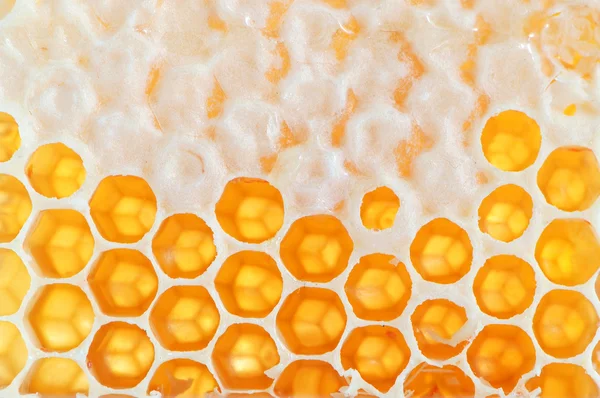 Yellow honey — Stock Photo, Image