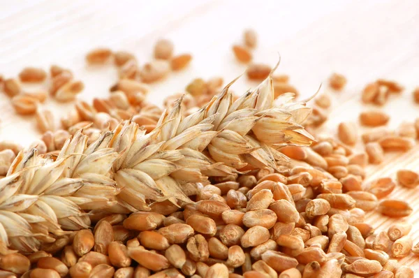 Pšenice se semeny — Stock fotografie