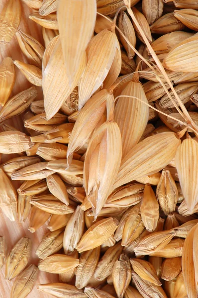 Oat with seeds — Stock Photo, Image