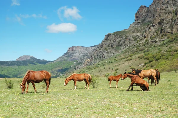 在一片草甸和高山上的马 — 图库照片