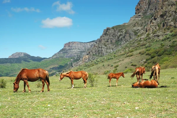 在一片草甸和高山上的马 — 图库照片