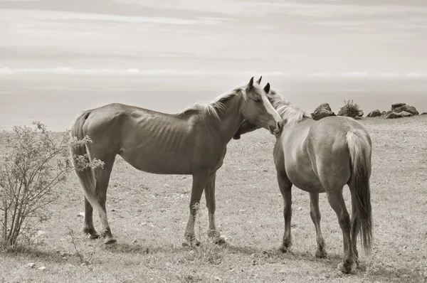Atları Gökyüzü Karşı Bir Çayır Üzerinde Çift — Stok fotoğraf