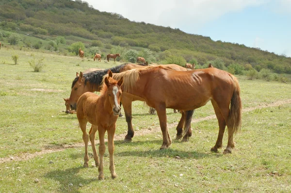 Cavalos Prado Montanhas — Fotografia de Stock