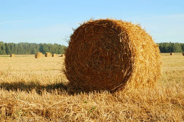 stock image Farmers field full of hay bales