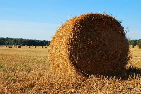 Farmers Field Full Hay Bales — Stock Photo, Image