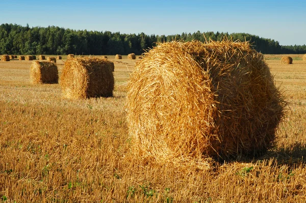 Farmers Field Full Hay Bales — Stock Photo, Image