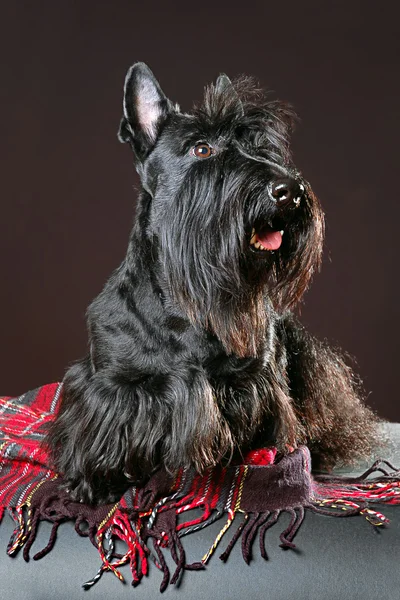Terrier scozzese — Foto Stock
