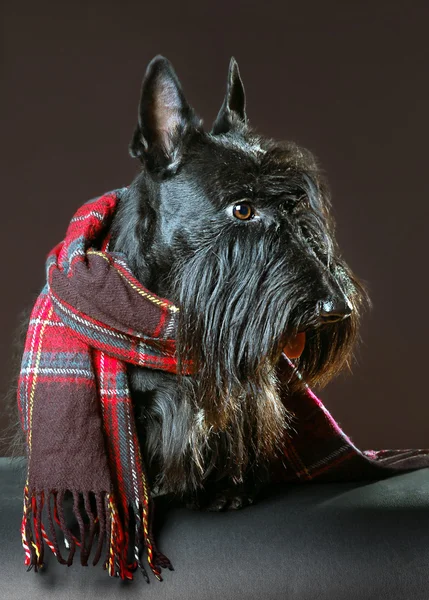 Terrier escocés —  Fotos de Stock