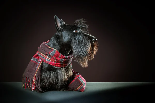 Schottischer Terrier — Stockfoto