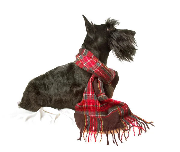 Terrier escocês — Fotografia de Stock