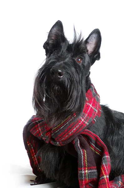 Terrier scozzese — Foto Stock