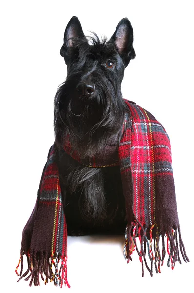 Scottish terrier — Stock Photo, Image