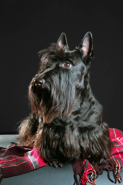 Schottischer Terrier — Stockfoto