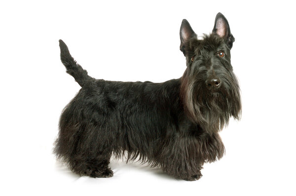 Scottish terrier