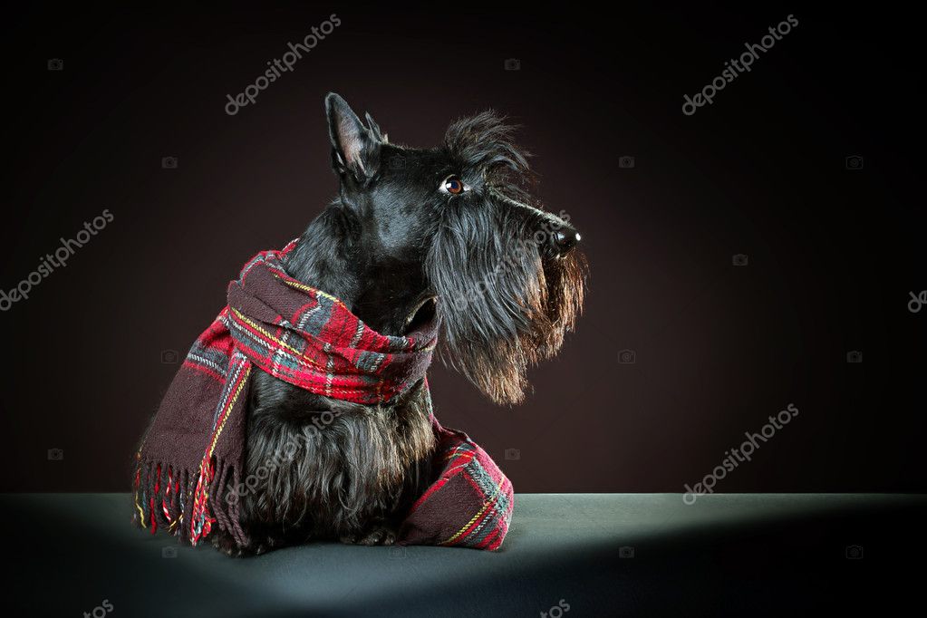 red scottish terrier