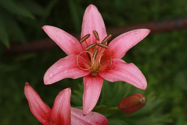 Obrączki na kwiat pinl — Zdjęcie stockowe