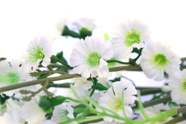 Virágok Elszigetelt Fehér Háttér — Stock Fotó