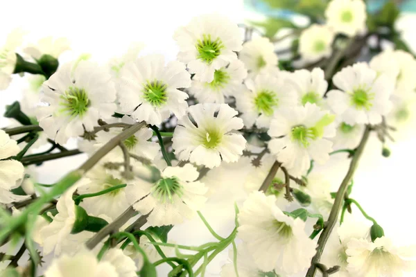 Flores Isoladas Sobre Fundo Branco — Fotografia de Stock