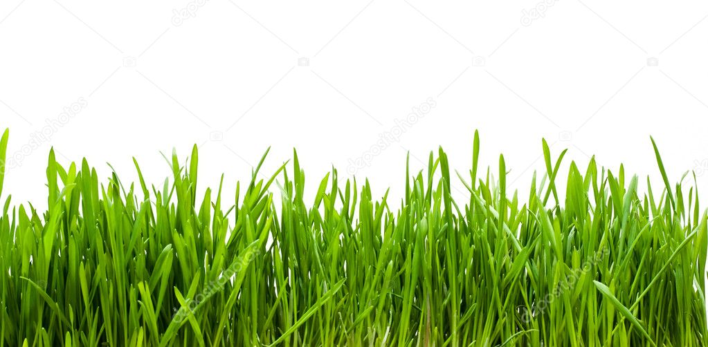Трава усьма фото
