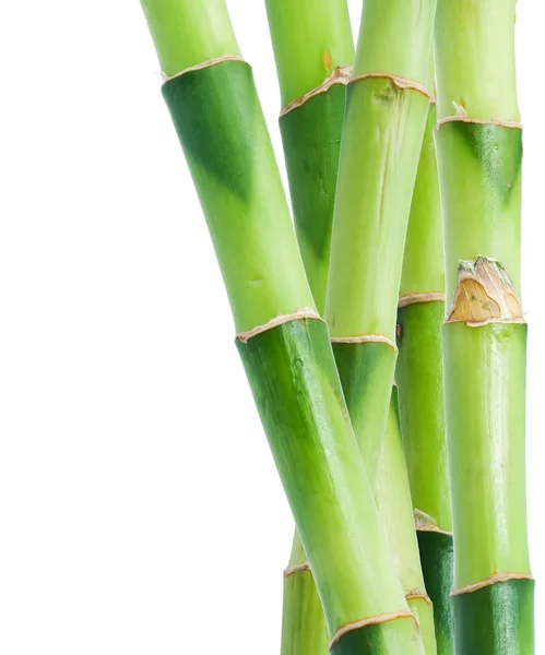 stock image Bamboo