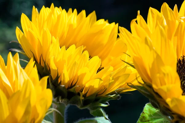 stock image Sunflowers